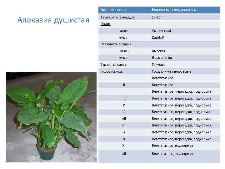 Освещенность: Алоказия душистая Рассеянный свет, полутень Температура воздуха 25 -27 Полив лето: Умеренный зима: