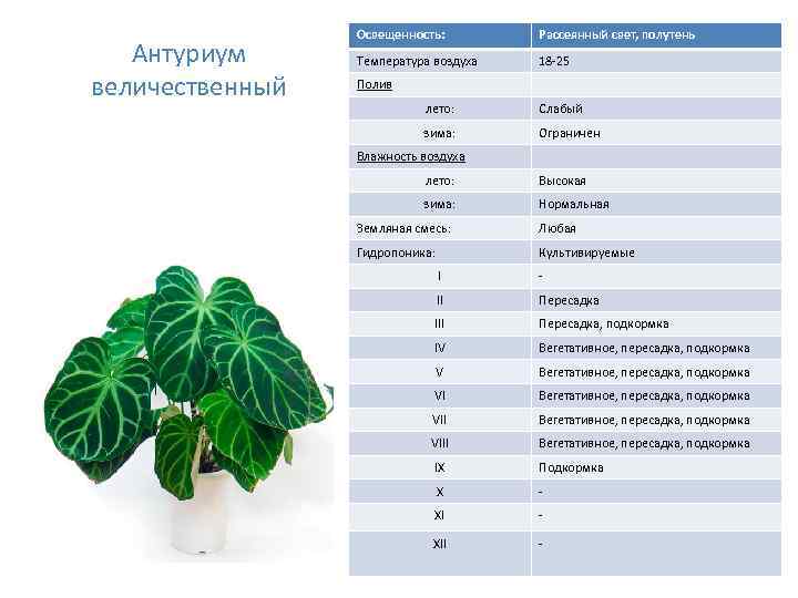 Антуриум величественный Освещенность: Рассеянный свет, полутень Температура воздуха 18 -25 Полив лето: Слабый зима: