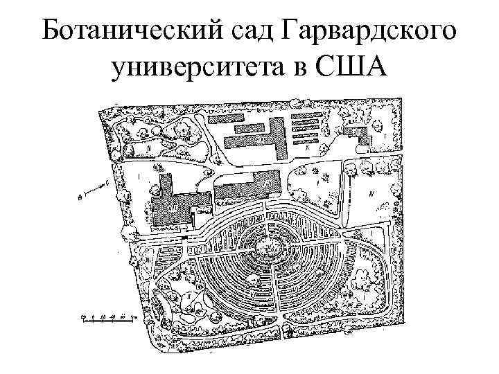 Ботанический сад Гарвардского университета в США 