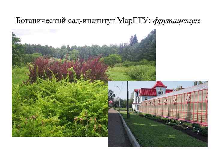 Ботанический сад-институт Мар. ГТУ: фрутицетум 