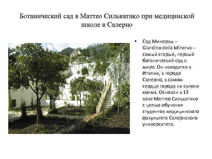 Ботанический сад в Маттео Сильватико при медицинской школе в Салерно • Сад Минервы –