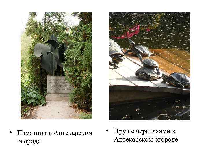  • Памятник в Аптекарском огороде • Пруд с черепахами в Аптекарском огороде 