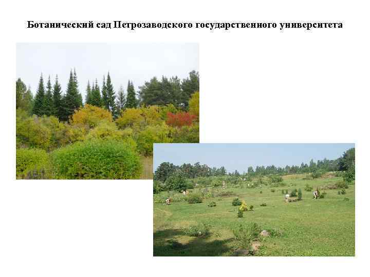 Ботанический сад Петрозаводского государственного университета 