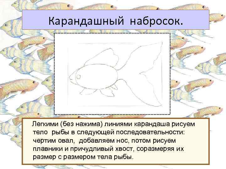 Карандашный набросок. Легкими (без нажима) линиями карандаша рисуем тело рыбы в следующей последовательности: чертим