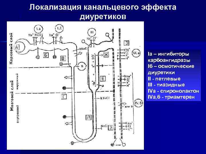 Локализация канальцевого эффекта диуретиков Iа – ингибиторы карбоангидразы Iб – осмотические диуретики II -