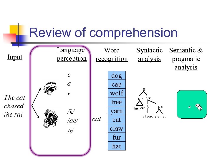 Review of comprehension Input The cat chased the rat. Language perception Word recognition c