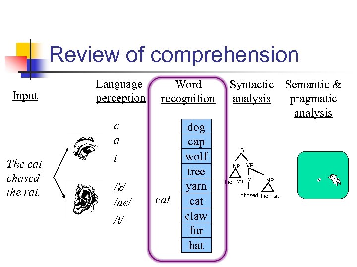 Review of comprehension Input The cat chased the rat. Language perception Word recognition c