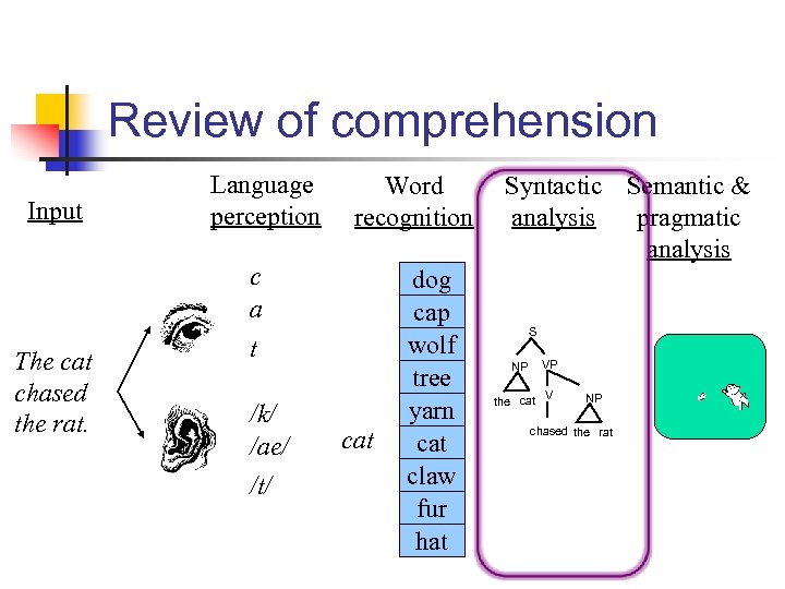 Review of comprehension Input The cat chased the rat. Language perception Word recognition c