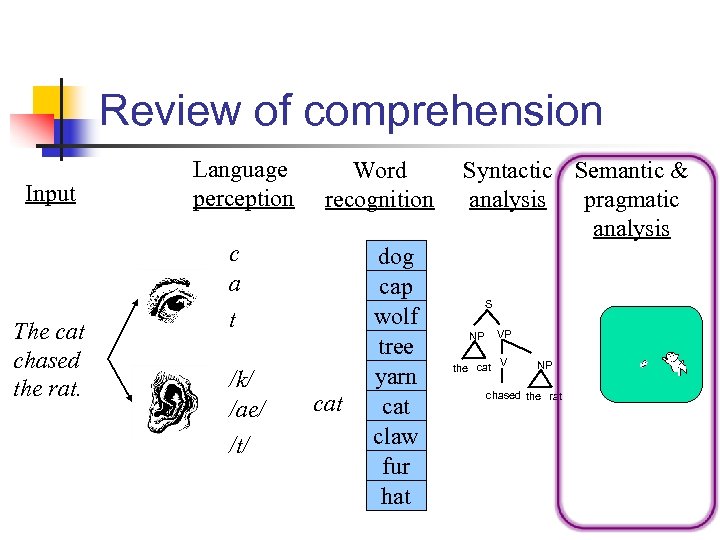 Review of comprehension Input The cat chased the rat. Language perception Word recognition c