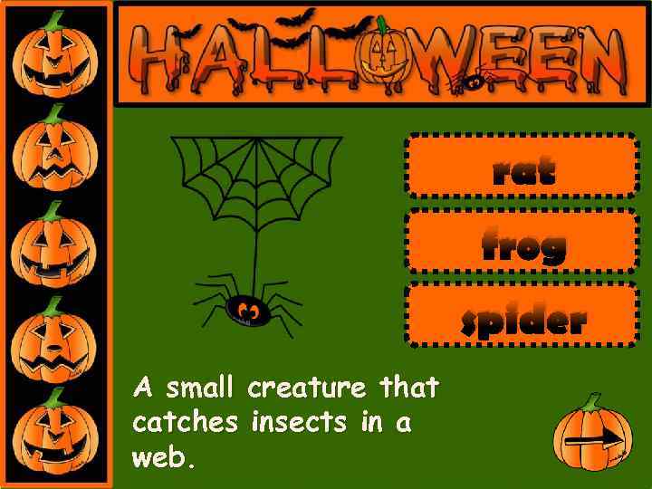 rat frog spider A small creature that catches insects in a web. 