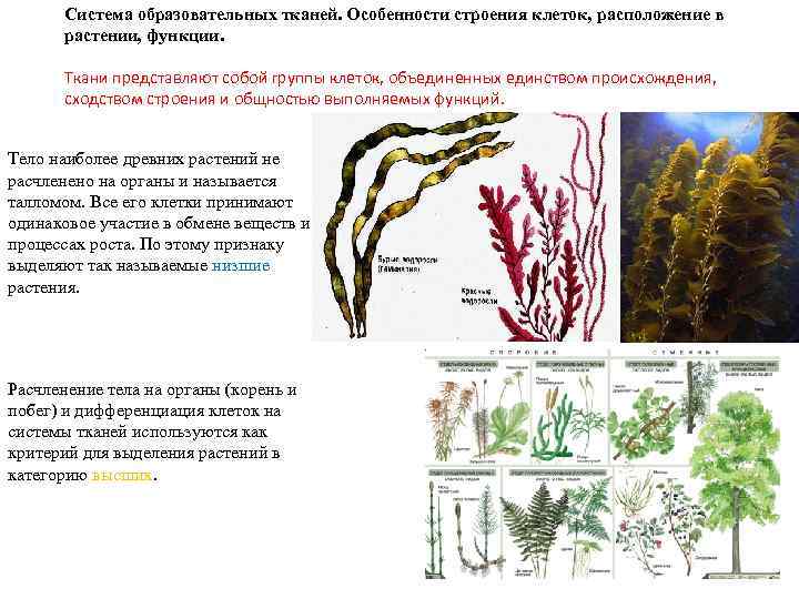 Система образовательных тканей. Особенности строения клеток, расположение в растении, функции. Ткани представляют собой группы