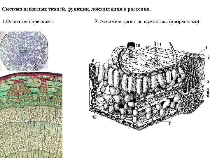 Система основных тканей, функции, локализация в растении. 1. Основная паренхима 2. Ассимиляционная паренхима (хлоренхима)