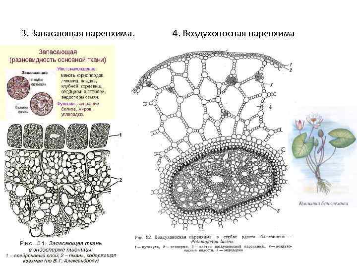 Рисунок основной ткани