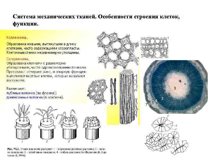 Система механических тканей. Особенности строения клеток, функции. 