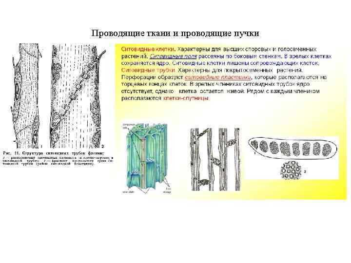 Проводящие ткани и проводящие пучки 