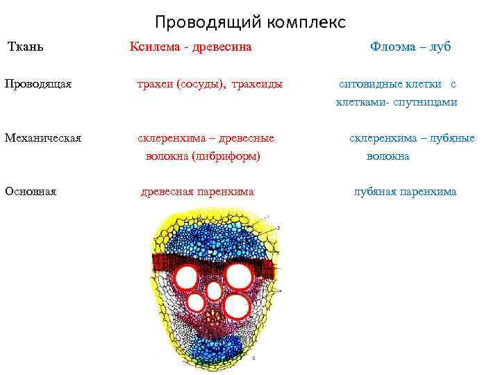 Проводящий комплекс Ткань Ксилема - древесина Проводящая трахеи (сосуды), трахеиды Механическая склеренхима – древесные