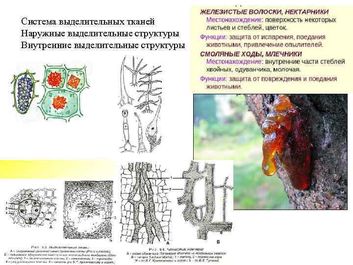 Система выделительных тканей Наружные выделительные структуры Внутренние выделительные структуры 