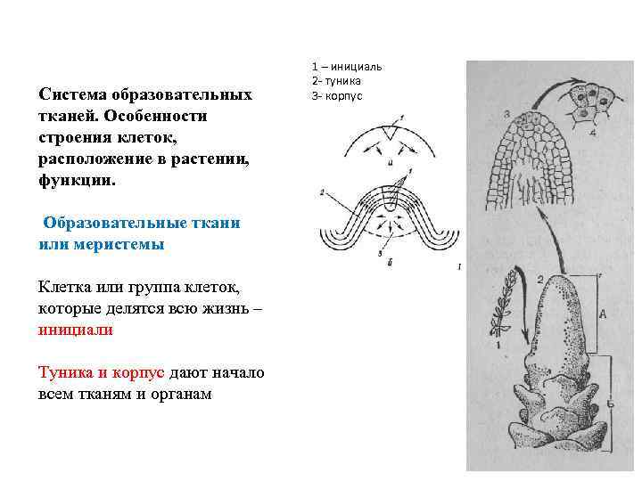 Система образовательных тканей. Особенности строения клеток, расположение в растении, функции. Образовательные ткани или меристемы