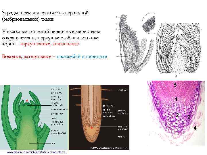 Зародыш семени состоит из первичной (эмбриональной) ткани У взрослых растений первичные меристемы сохраняются на