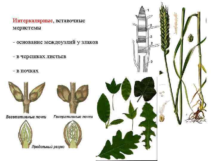 Интеркалярные, вставочные меристемы - основание междоузлий у злаков - в черешках листьев - в