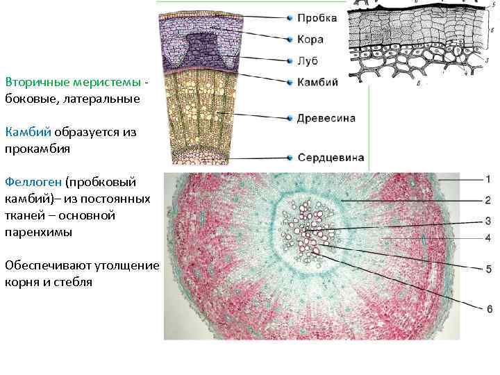 Вторичные меристемы боковые, латеральные Камбий образуется из прокамбия Феллоген (пробковый камбий)– из постоянных тканей