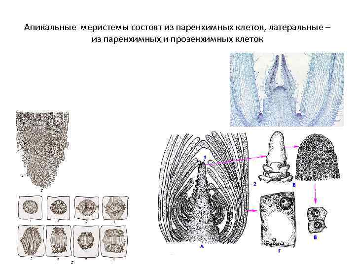 Апикальные меристемы состоят из паренхимных клеток, латеральные – из паренхимных и прозенхимных клеток 