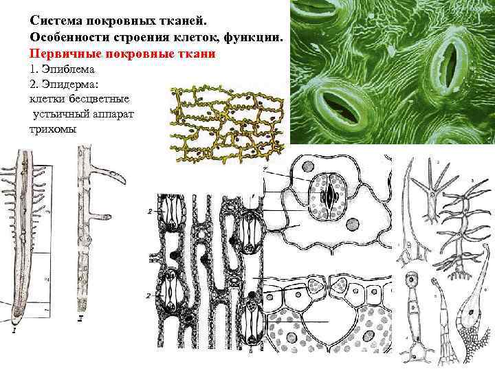 Система покровных тканей. Особенности строения клеток, функции. Первичные покровные ткани 1. Эпиблема 2. Эпидерма: