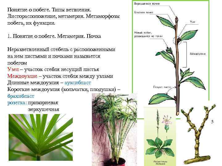 Понятие о побеге. Типы ветвления. Листорасположение, метамерия. Метаморфозы побега, их функции. 1. Понятие о