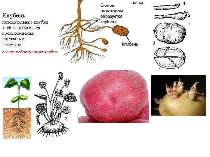 Почему клубень считают побегом