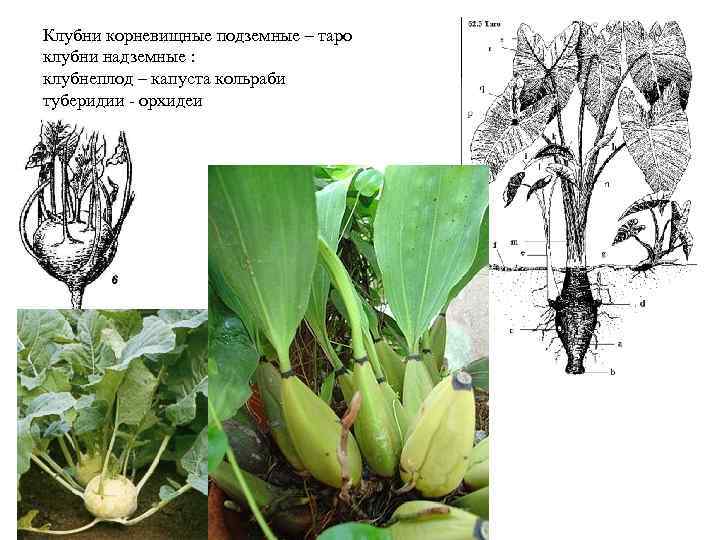 Клубни корневищные подземные – таро клубни надземные : клубнеплод – капуста кольраби туберидии -