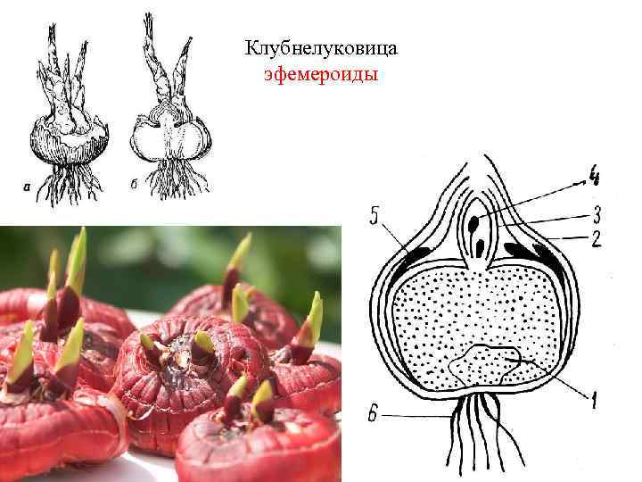 Клубнелуковица эфемероиды 