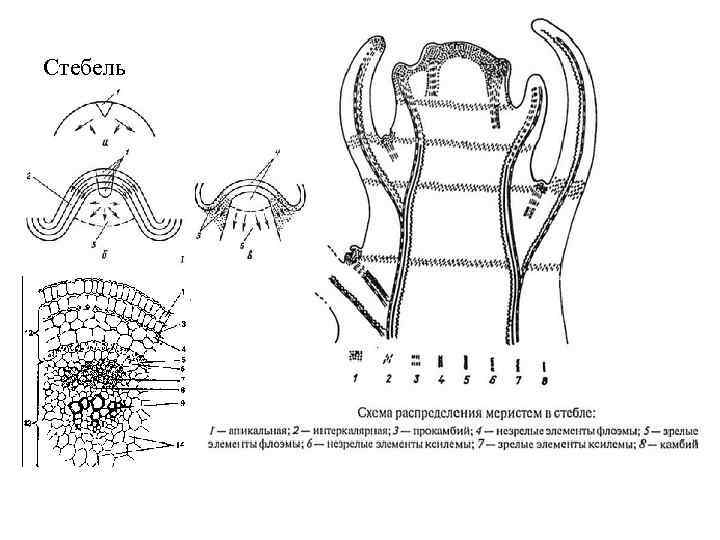 Стебель 