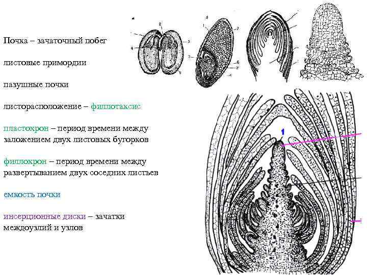Почка – зачаточный побег листовые примордии пазушные почки листорасположение – филлотаксис пластохрон – период