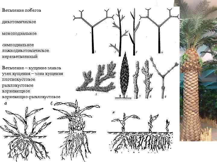 Ветвление побегов дихотомическое моноподиальное симподиальное ложнодихотомическое неразветвленный Ветвление – кущение злаков узел кущения –