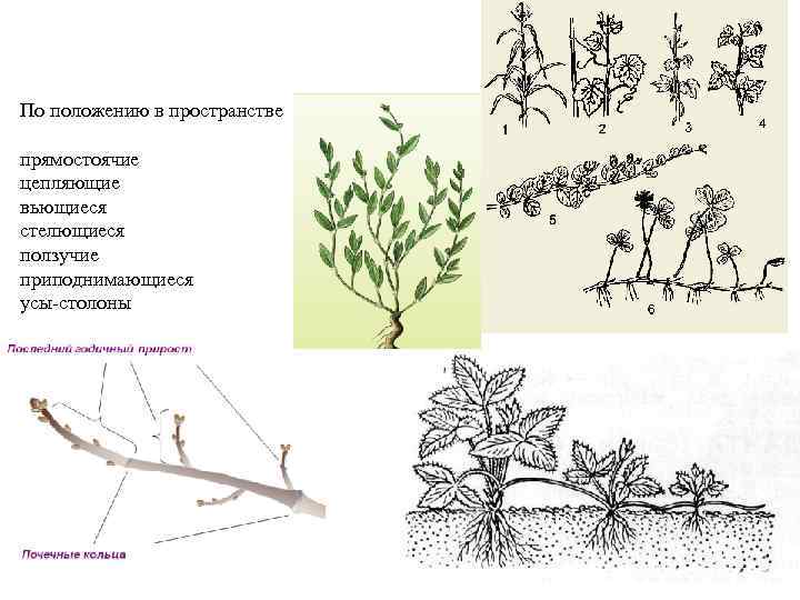 По положению в пространстве прямостоячие цепляющие вьющиеся стелющиеся ползучие приподнимающиеся усы-столоны 