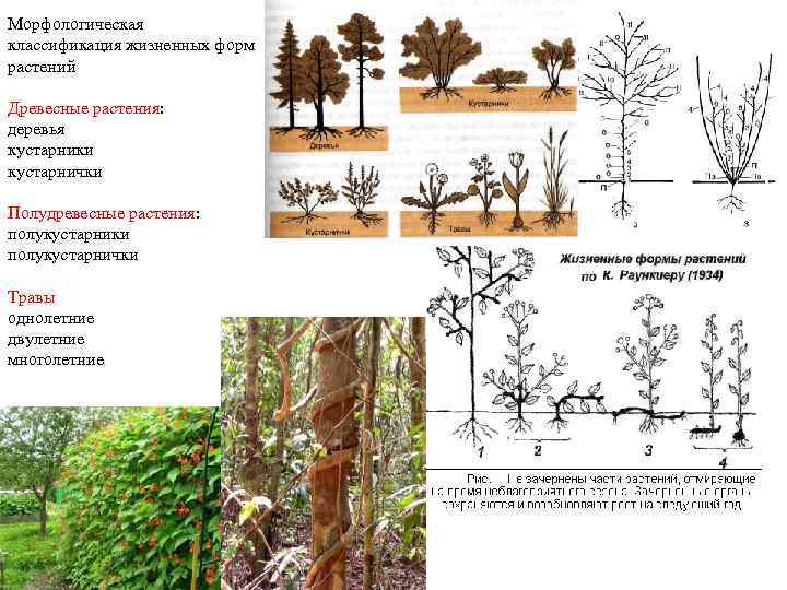 Морфологическая классификация жизненных форм растений Древесные растения: деревья кустарники кустарнички Полудревесные растения: полукустарники полукустарнички