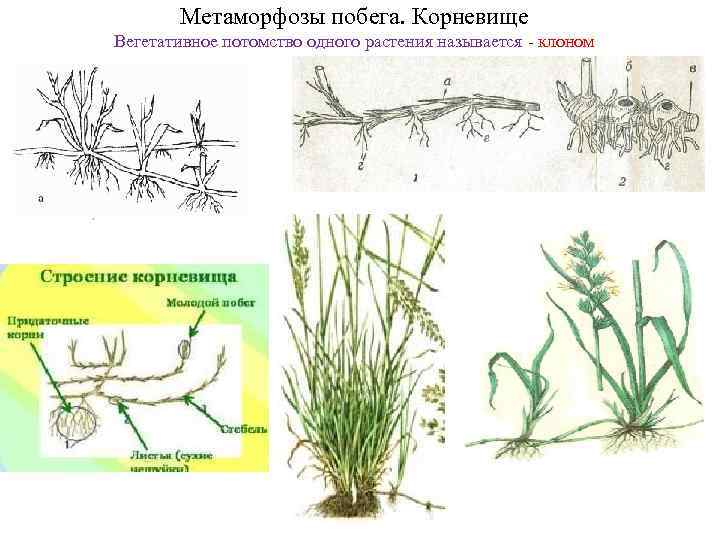 Метаморфозы побега. Корневище Вегетативное потомство одного растения называется - клоном 