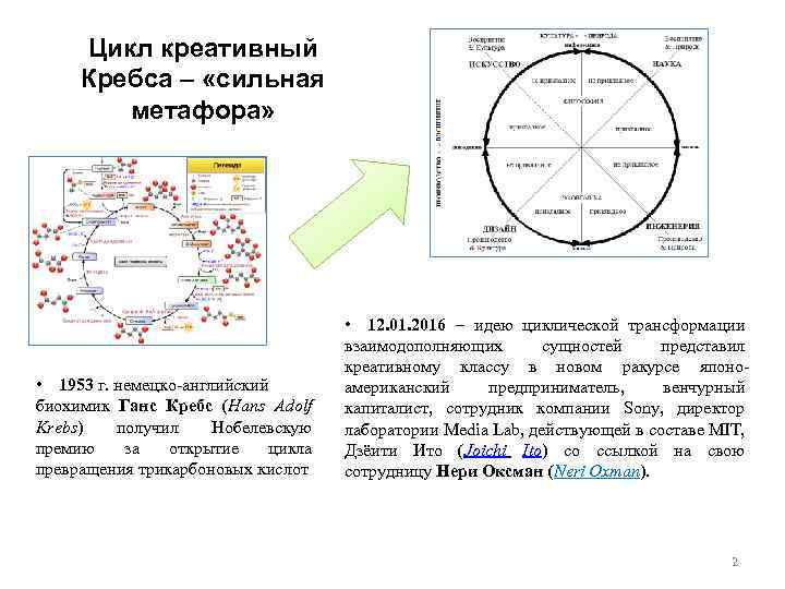 Цикл креативный Кребса – «сильная метафора» • 1953 г. немецко-английский биохимик Ганс Кребс (Hans