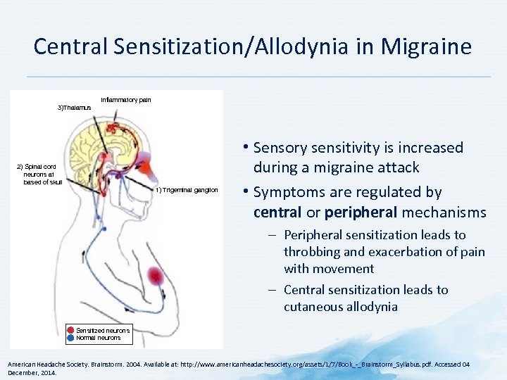 Central Sensitization/Allodynia in Migraine Inflammatory pain 3)Thalamus 2) Spinal cord neurons at based of