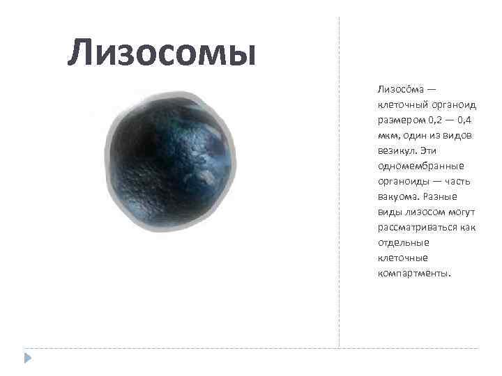 Лизосомы Лизосо ма — клеточный органоид размером 0, 2 — 0, 4 мкм, один