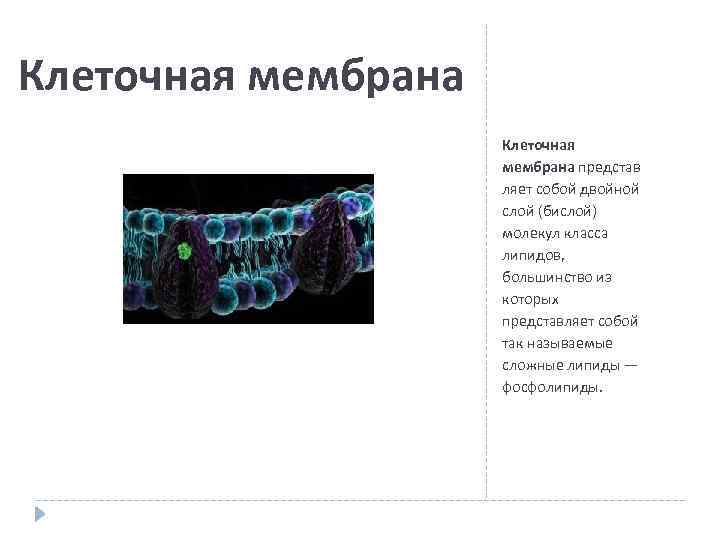 Клеточная мембрана представ ляет собой двойной слой (бислой) молекул класса липидов, большинство из которых