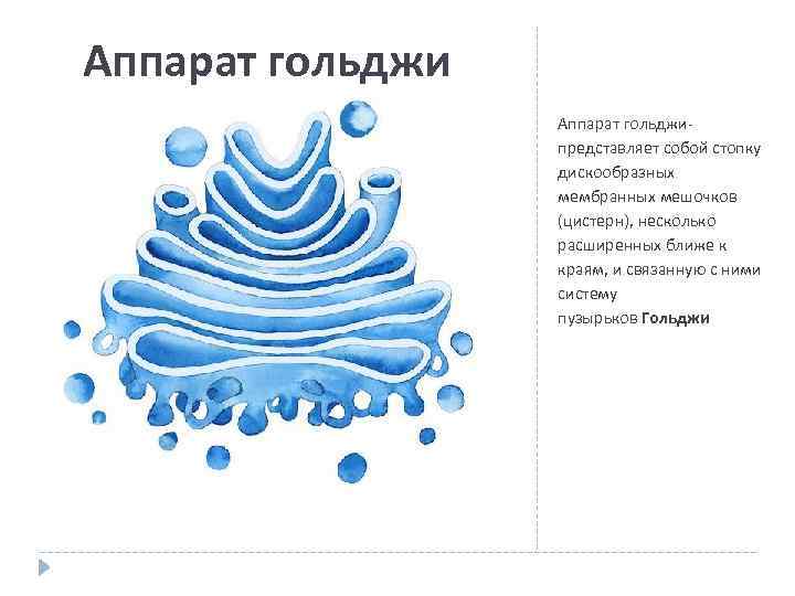 Аппарат гольджи представляет собой стопку дискообразных мембранных мешочков (цистерн), несколько расширенных ближе к краям,