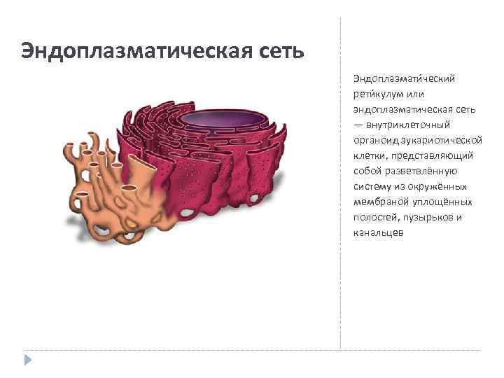 Рисунок эндоплазматической сети