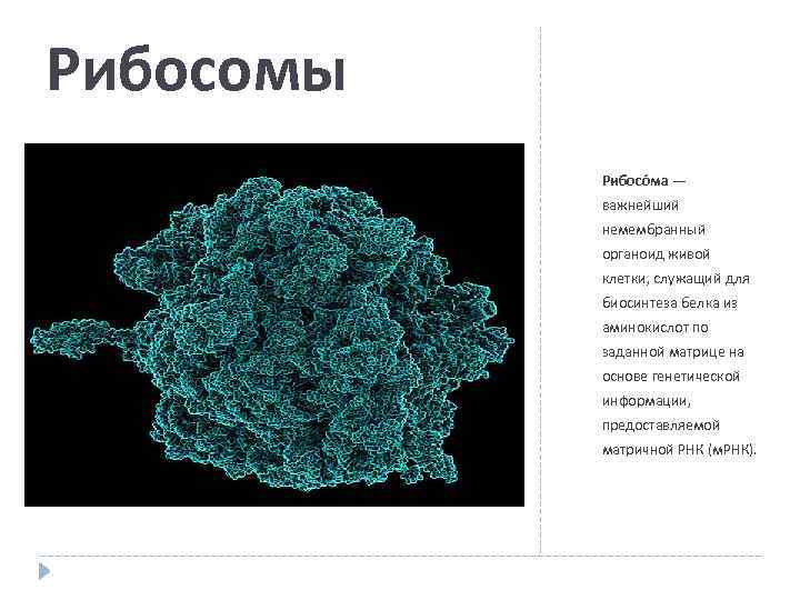 Рибосомы Рибосо ма — важнейший немембранный органоид живой клетки, служащий для биосинтеза белка из
