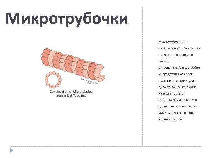 Микротрубочки — белковые внутриклеточные структуры, входящие в состав цитоскелета. Микротрубоч кипредставляют собой полые внутри