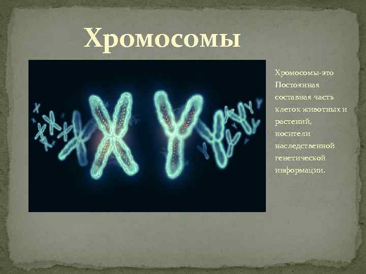 Наследственная информация представлена. Хромосомы носители наследственной информации. Хромосомы у животных. Хромосомы в животной клетке.