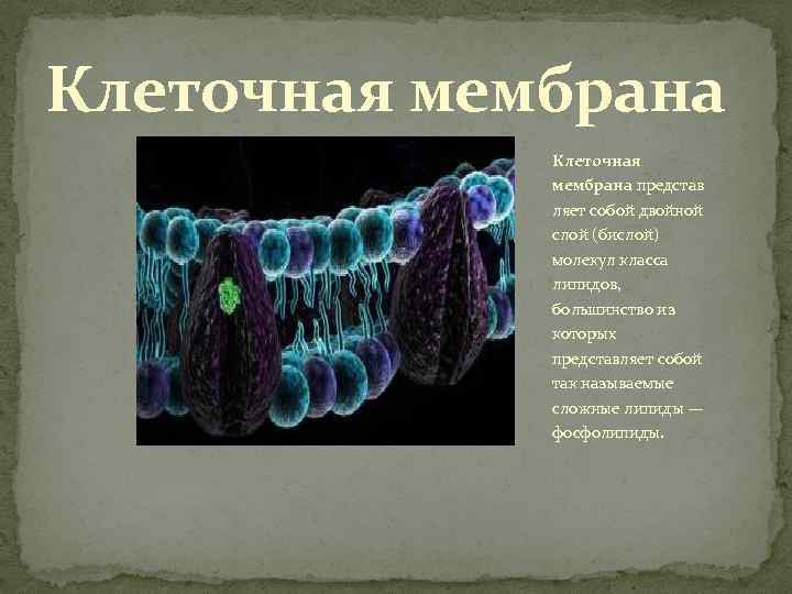 Клеточная мембрана представ ляет собой двойной слой (бислой) молекул класса липидов, большинство из которых