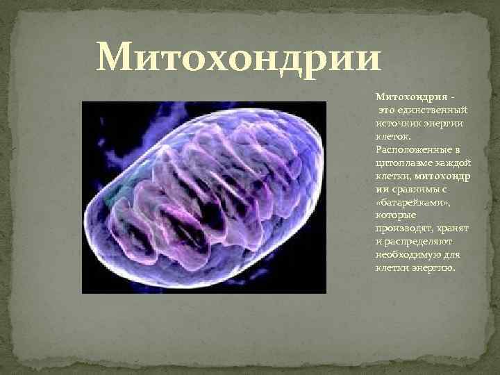 Картинка митохондрии клетки