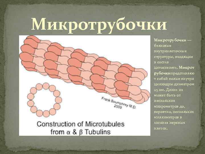 Микротрубочки — белковые внутриклеточные структуры, входящие в состав цитоскелета. Микрот рубочкипредставляю т собой полые