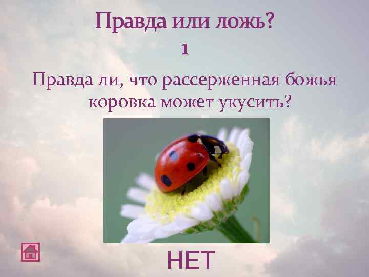 Правда или ложь? 1 Правда ли, что рассерженная божья коровка может укусить? НЕТ 